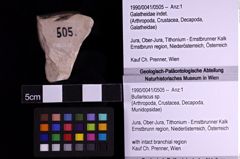 Foto (Objekt + Etiketten) von Bullariscus sp. (NHMW-GEO-1990-0041-0505)